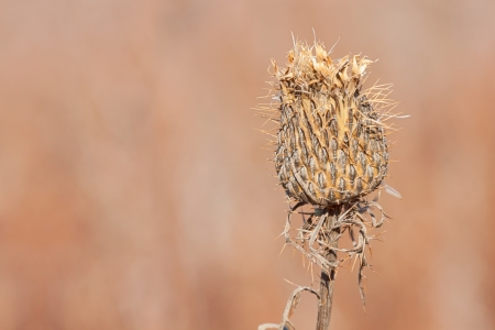Alone in the open prairie, a thorny thistle flower is softened by morningâs orange glow の写真素材