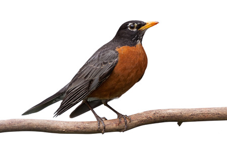 Profile of a robin perched on a  branch. With Its head cocked sideways, its bright orange breast is prominently displayed. white backgroundの写真素材