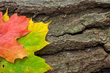 Two autumn multi-colored maple leaves, rest side by side on a cracked dying log.の写真素材