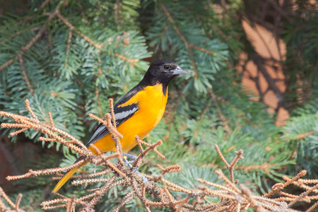 Profile of a bright orange male oriole perched in a blue spruce pine tree.の写真素材
