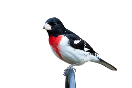 Perched Rose breasted grosbeak stares into the distance. The bird's plumage bright red, black and white exploded in prominence. White background.の写真素材