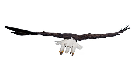 Wings spread wide, a bald eagle soars into the blue sky. Eagle is flying away so its bright white tail feathers are open and visible. White Backgroundの写真素材