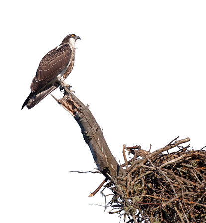 An osprey clutches to a branch while protecting its nest. On a white background.