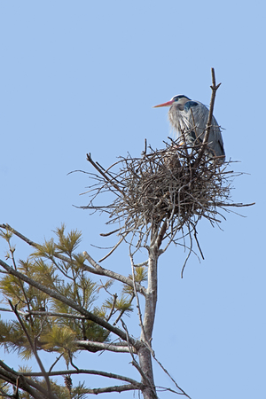 High in a pine tree and against a powder blue sky, a great blue heron prominently guards its nest.  A second heron can be seen peaking through the nest branches.の写真素材