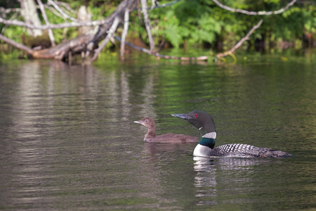An adult loon guides its infant across a calm lake. The lake water is a soft green reflection of the nearby shoreline of fallen trees and sprouting ferns.の写真素材