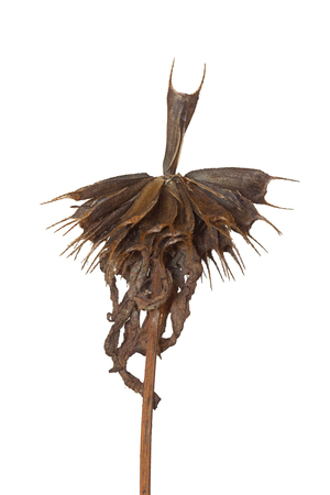A single seed of a bootjack flower rises above all the other seeds on the flower. The autumn dried wildflower is on a white background.の写真素材