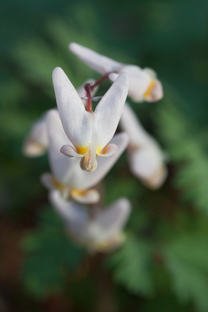 A delicate dutchman's breeches comes into focus against several other flowers from the same plant,の写真素材