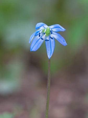 A solitary siberian squill sprouts upwards from the woodland floor.