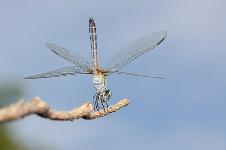 A blue dasher dragonfly does a handstand on a branch.  Positioned vertically, the insect uses its...
