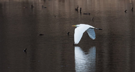 An egret lifts off from from a lake. Its  white wings reflect in the dark rippling waters.