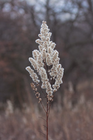 A goldenrod that has gone to seed stands alone in an autumn prairie.