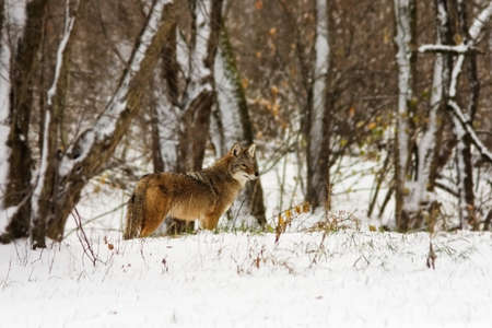 A coyote crosses  the edge of a snow covered forest while on a winter journey.の写真素材