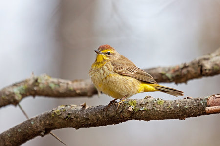 Pine Warbler perched on a branch looking outward.の写真素材
