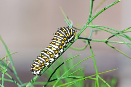 A caterpillar glides along a dill plant eating the leaves along the way.の写真素材