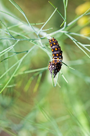 A caterpillar glides along a dill plant eating the leaves along the way.の写真素材