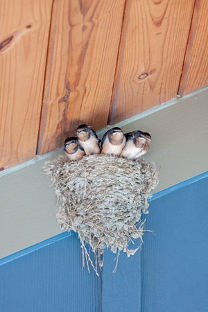 Five baby barn swallows standing in a nest look for food from a distant parent.