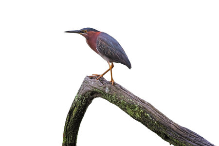 A green heron stands on a submerged log, white backgroundの写真素材