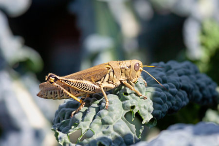 A grasshopper munches on tuscan kale that is growing in a gardenの写真素材