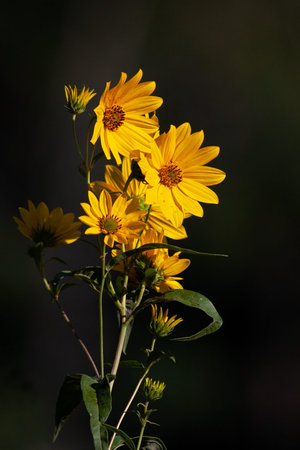 A sunflower's yellow petals are all that glow in the moring sun.の写真素材