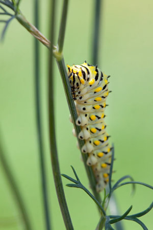 A caterpillar glides along a dill plant eating the leaves along the way.の写真素材
