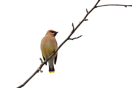 A cedar waxwing perched on a dying tree branch, white backgroundの写真素材