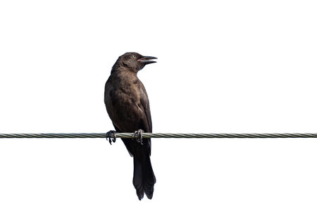 An opened beak crow on a wire, White background