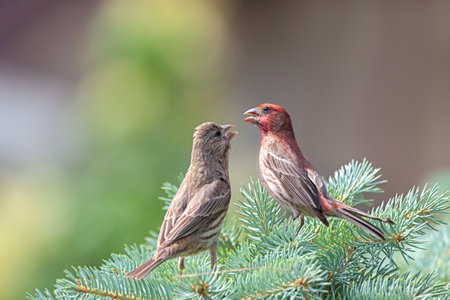 Two house finches on a blue spruce pine tree feeding one another.の写真素材