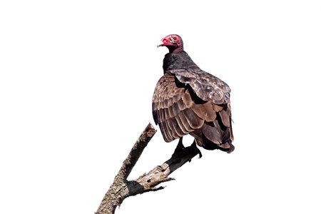 The red head and brown wings of a turkey vulture are prominently displayed while perched on a branch. White background.の写真素材