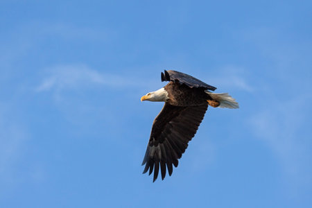 Wings flapping, a bald eagle soars across the blue sky