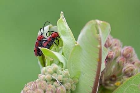Two milkweed insects mate on the top of a milkweed blosssonの写真素材