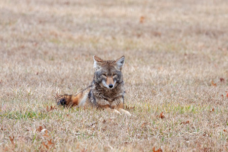 A coyote laying down in an open prairie looking into the camera.の写真素材