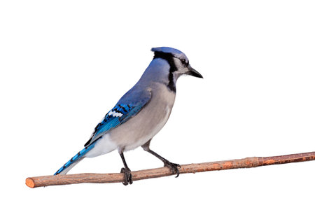 Profile of a bluejay perched on a branch. Mhite backgroundの写真素材