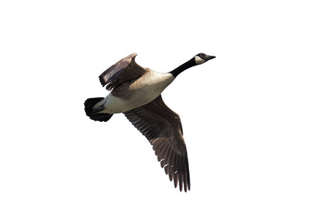 A canada gooses flies overhead with its wings spread open. Whie Backgroundの写真素材