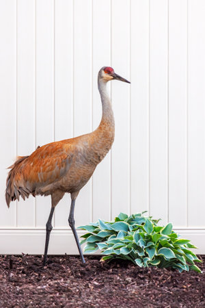 A sandhill crane standing In front of white PVC fence and over a green hosta. Its orange mating plumage glows in contrast the white fence.の写真素材