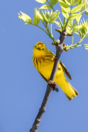 A yellow warbler looks at the camera while hanging on a sumac tree branch. Its yellow feathers...