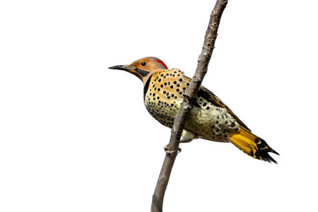A northern flicker shows of its yellow tail and spotted chest while perched on a tree branch in a blue sky.の写真素材