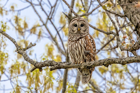 A barred owl perched on a branch giving staring at the camera. The owl is slightly concealed in the opening spring oak leaves.の写真素材