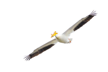 An American White Pelican glides with its wings spread wide open. Isolated on a white background.の写真素材