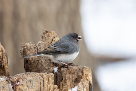 A dark-eyed junco perched on stump with a sunflower seed in its beak. Snows  fills the cracks and crevices of the tree stump.の写真素材