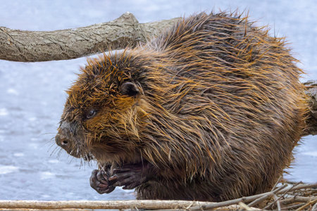 As is feeling extreme anger at the photographer, beaver clenches its fists on the shore of an iced over lake.の写真素材