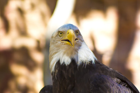 Bald Eagle Looking Forward