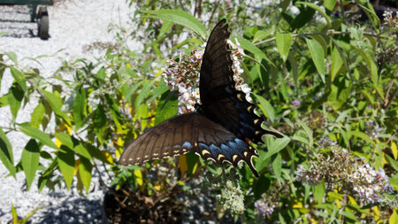Black butterflyの写真素材