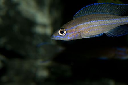 Tank fishの写真素材
