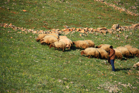 sheep eating grass on hill with their sheepmanの写真素材