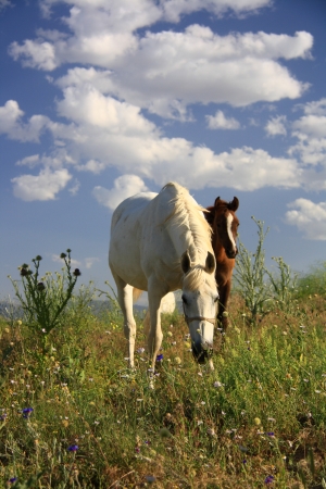 horse helping foal for eating grass and feeding itの写真素材