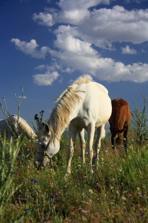 horse eating grass on field before going their cageの写真素材