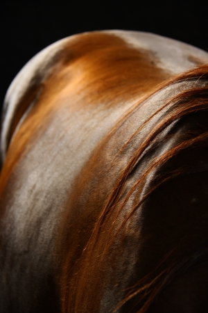 portrait of horse back with hairの写真素材