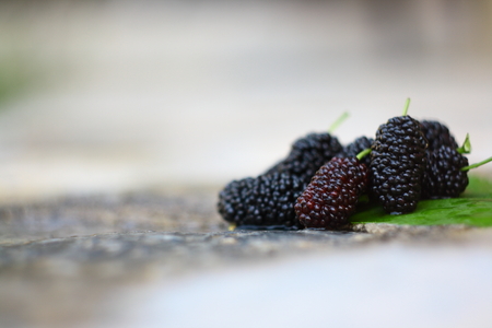 Sweet fresh black mulberry on tree and floorの写真素材