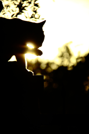 cat cleaning itself at sunset with its tongueの写真素材