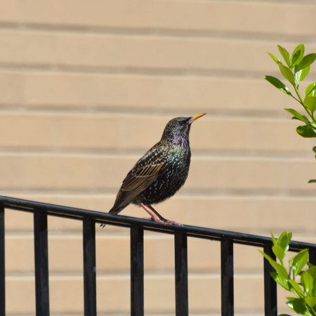 European Starling on a Black Metal Railingの写真素材